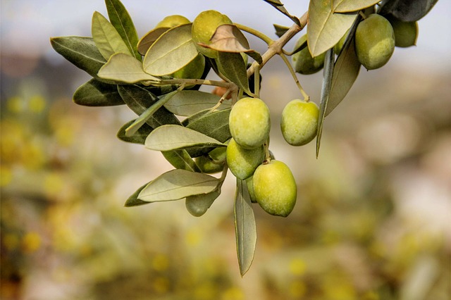 aceitunas-beneficios-salud