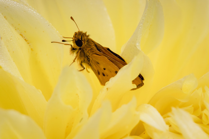 polilla en flor amarilla